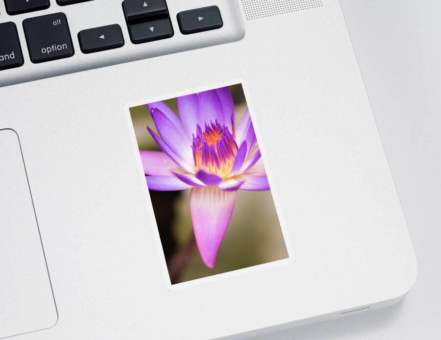Floral Sticker featuring the photograph Effervescence by Usha Peddamatham