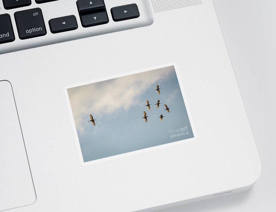 Egrets Sticker featuring the photograph Egrets overhead. by Alyssa Tumale