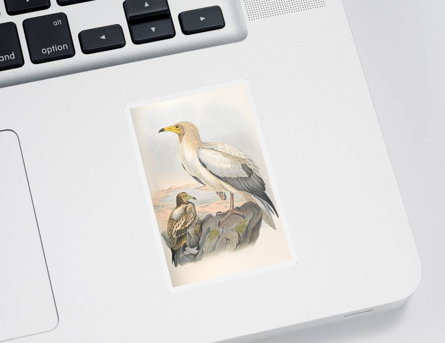 Egyptian Vulture Sticker featuring the mixed media Egyptian Vulture by World Art Collective