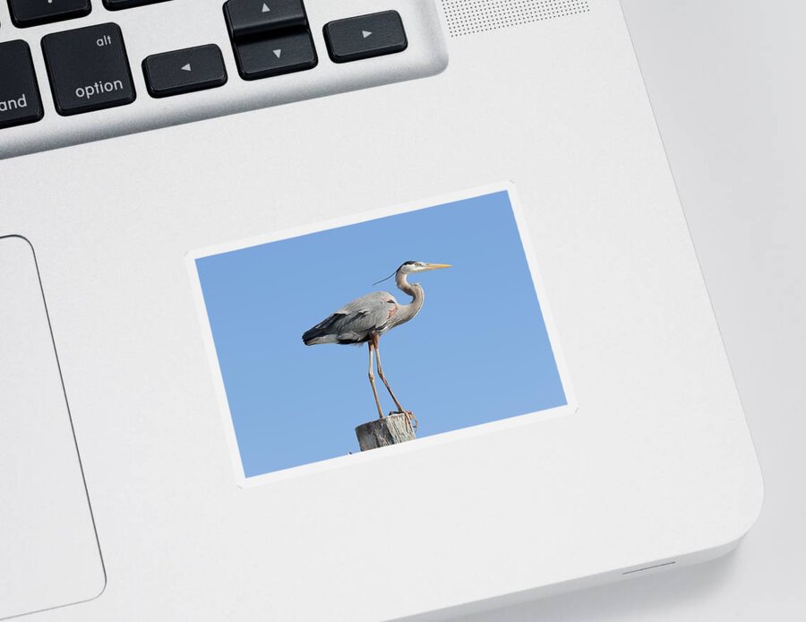 Great Blue Heron Sticker featuring the photograph Elegant Great Blue Heron by Mingming Jiang