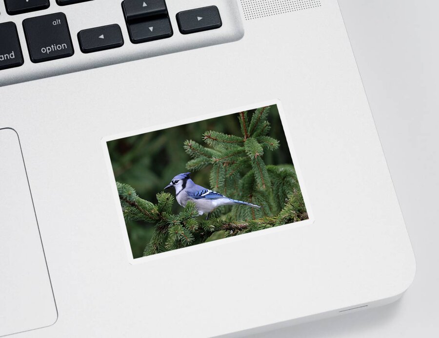 Blue Jay Sticker featuring the photograph Elegant Jay by Debbie Oppermann