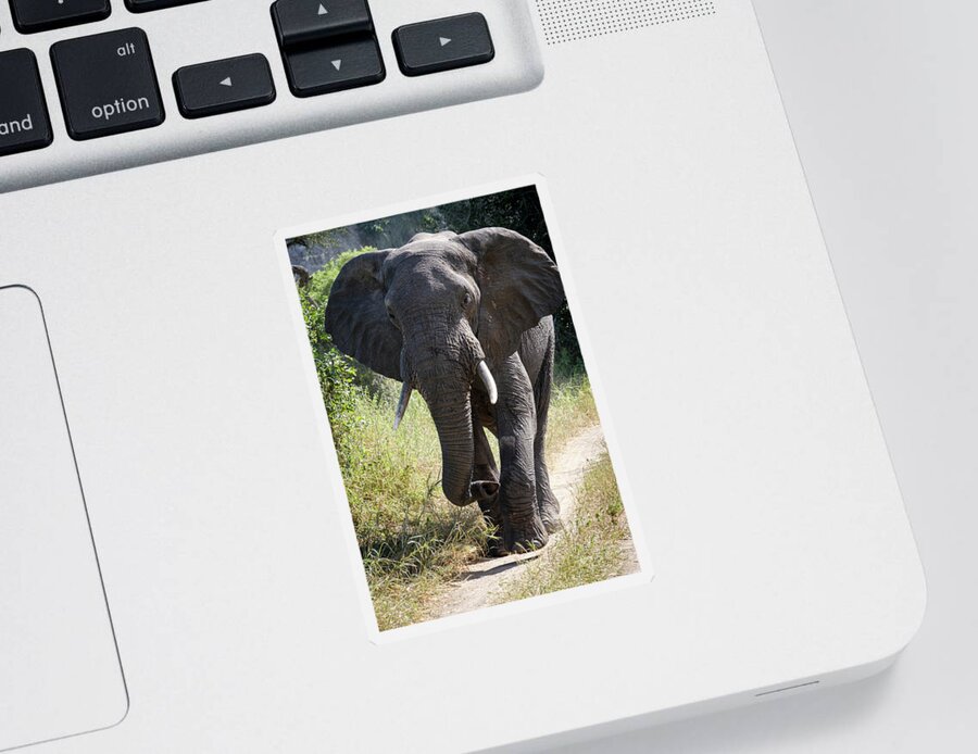 Africa Sticker featuring the photograph Elephant in Mid-Step by Mary Lee Dereske