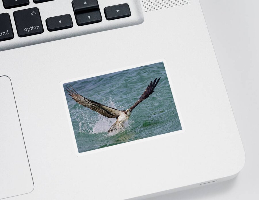 Osprey Sticker featuring the photograph Emergence by RD Allen