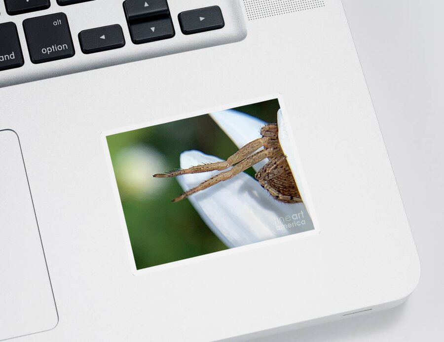 Bug Sticker featuring the photograph Escapes by Catherine Wilson