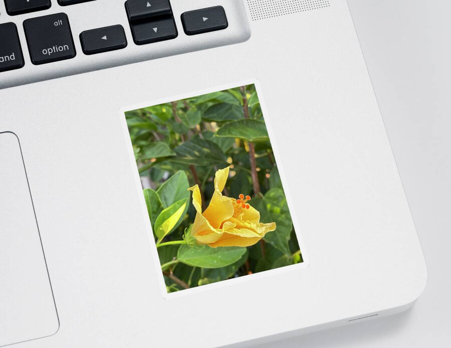Photograph Sticker featuring the photograph Evening Hibiscus by Beverly Read