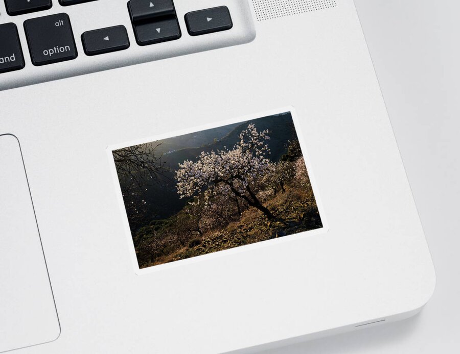 Blossom Sticker featuring the photograph Evening light by Gary Browne