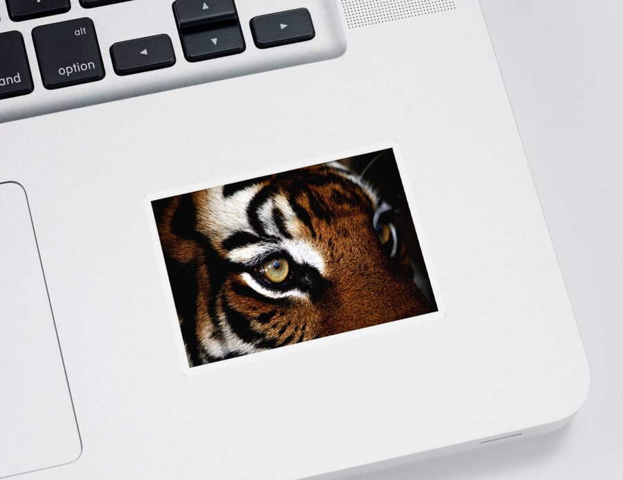 Tiger Sticker featuring the photograph Eyes of the Tiger by Brad Barton
