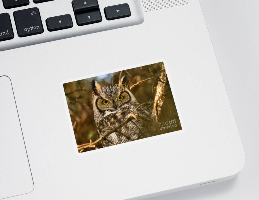 Great Sticker featuring the photograph Face Of The Great Horned Owl by Adam Jewell