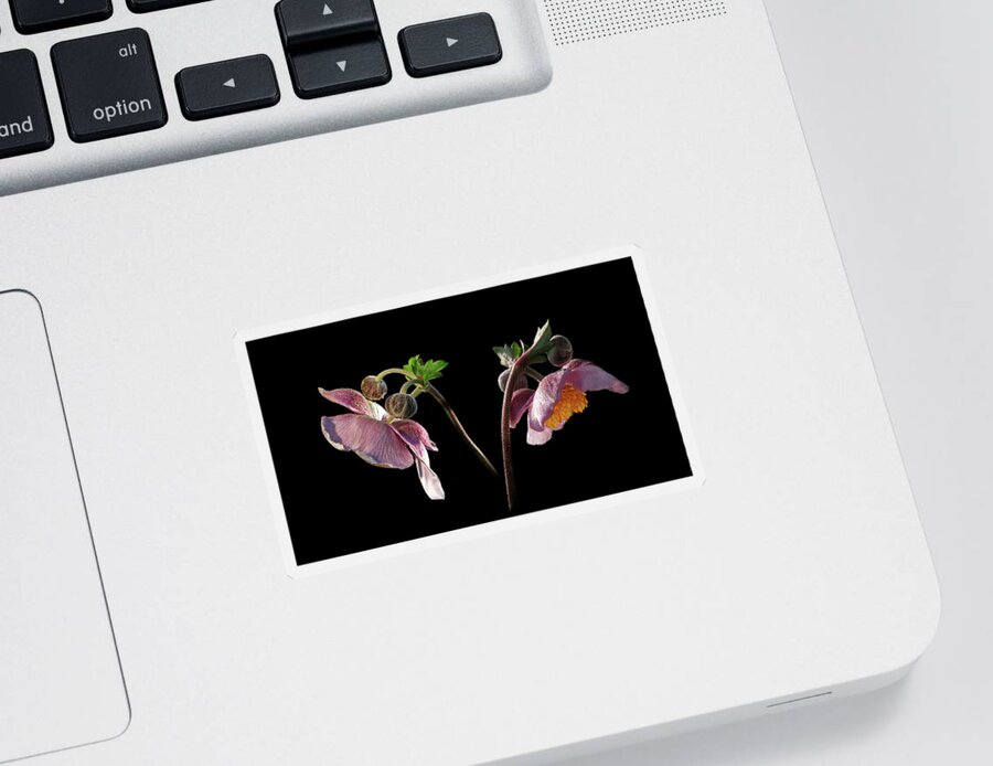 Fall Anemone Sticker featuring the photograph Fall Anemone by Movie Poster Prints