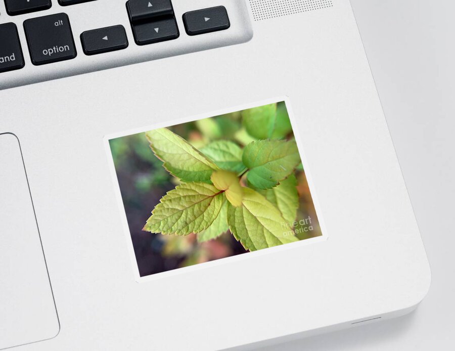 Shrub Sticker featuring the photograph Fall Beginnings by Catherine Wilson