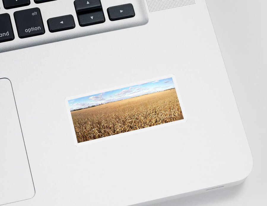 Golden Sticker featuring the photograph Fall Corn Panorama by Pete Klinger