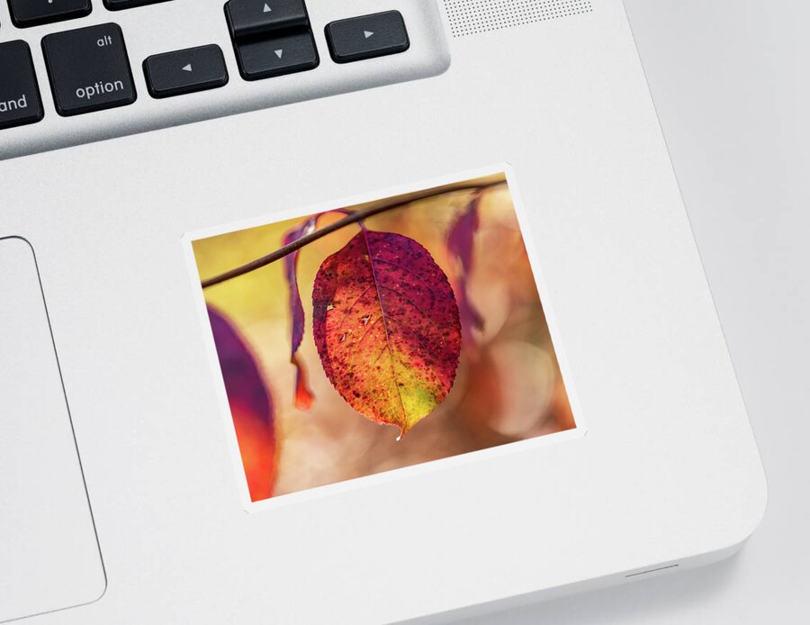 Autumn Sticker featuring the photograph Fall Foliage Close Up by Amelia Pearn