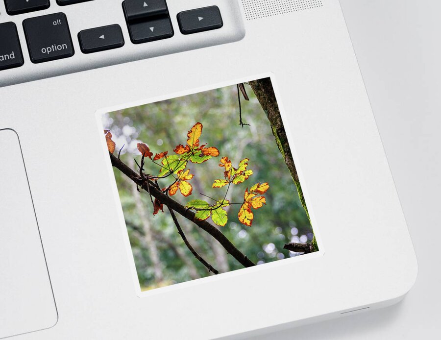 Leaf Sticker featuring the photograph Fall Leaves by David Beechum