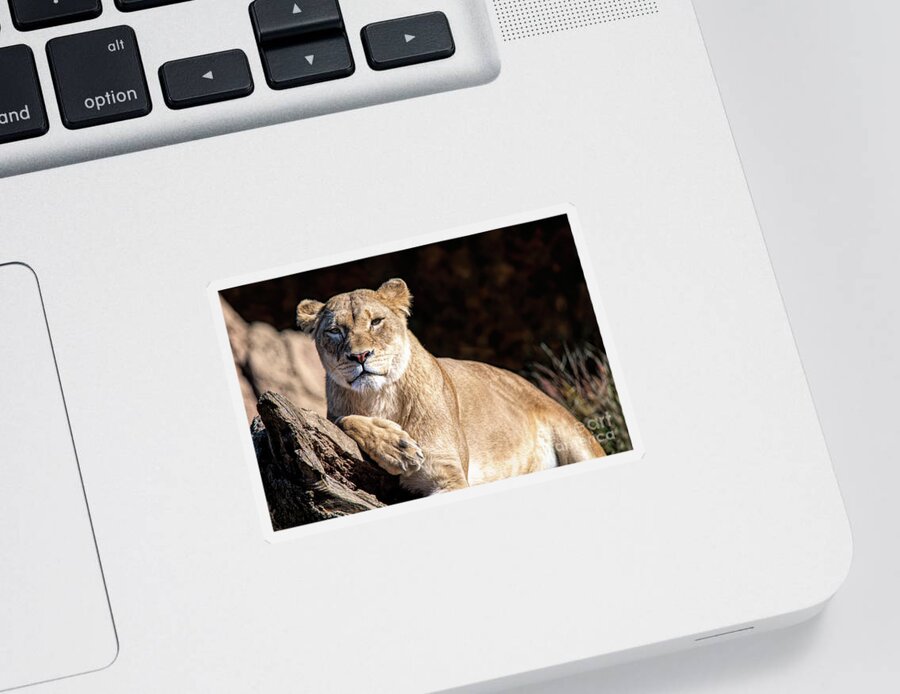 Feline Sticker featuring the photograph Fall Lioness by Ed Taylor