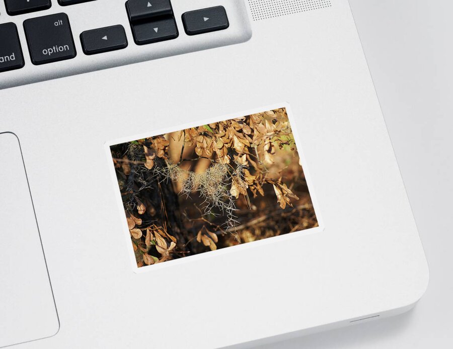  Sticker featuring the photograph Fall Moss by Heather E Harman