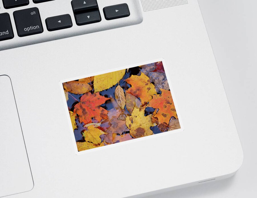 Leaves Sticker featuring the photograph Fallen Leaves by Doug McPherson