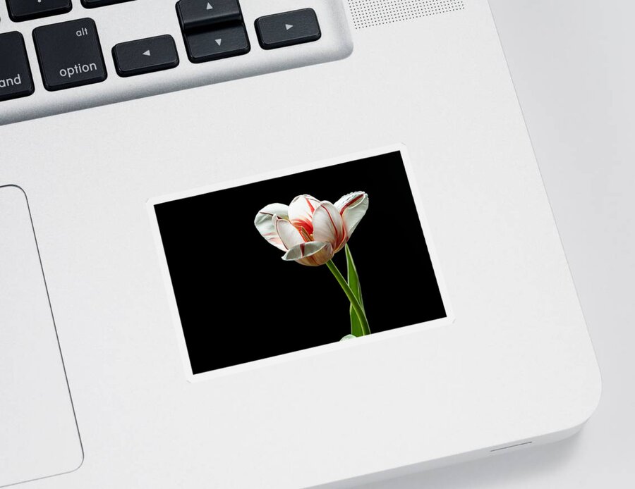 Tulip Sticker featuring the photograph Fancy Dress by Maggie Terlecki