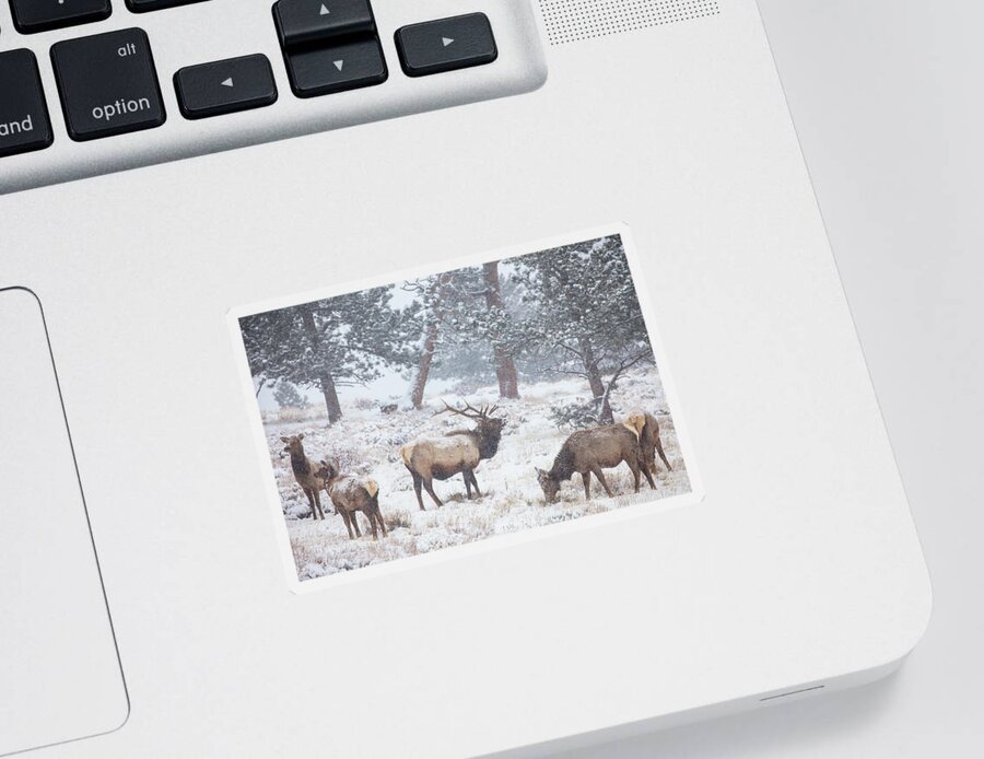 Elk Sticker featuring the photograph Family Man by Darren White
