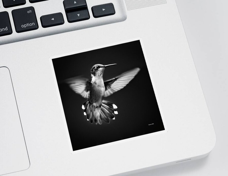 Hummingbird Sticker featuring the photograph Fantail Hummingbird by Christina Rollo