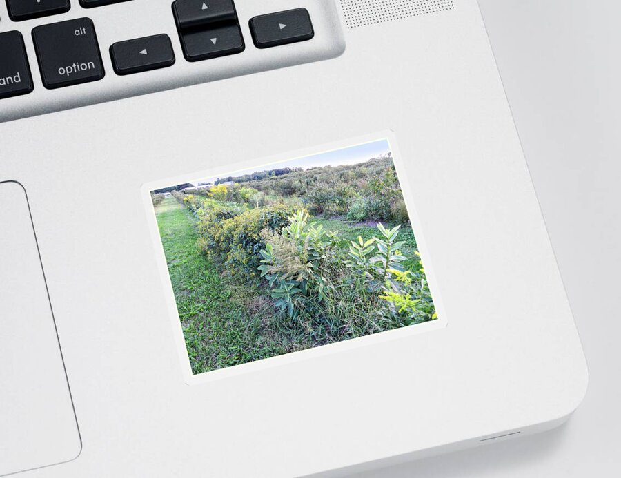 Crop Rows Sticker featuring the photograph Farm Fields Going to Weeds by Lise Winne