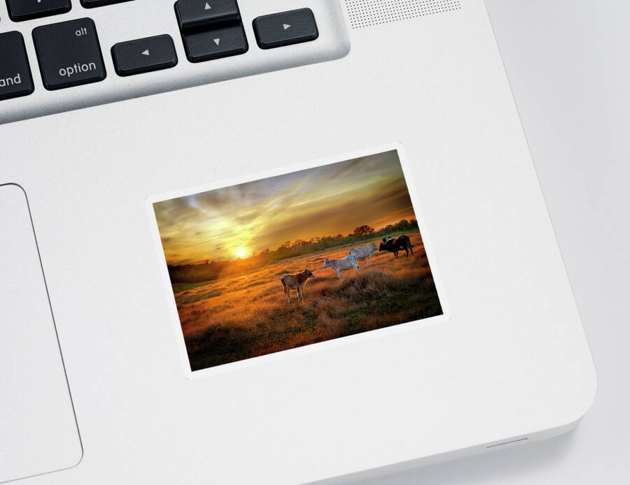 Cuba Sticker featuring the photograph Farming in Cuba at sunset by Kathryn McBride
