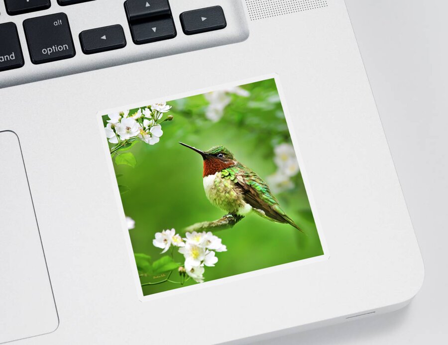 Bird Sticker featuring the photograph Fauna and Flora Hummingbird Square by Christina Rollo