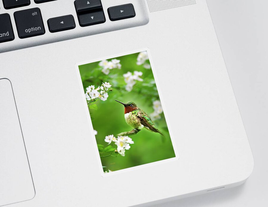 Hummingbird Sticker featuring the photograph Fauna and Flora - Hummingbird with Flowers by Christina Rollo