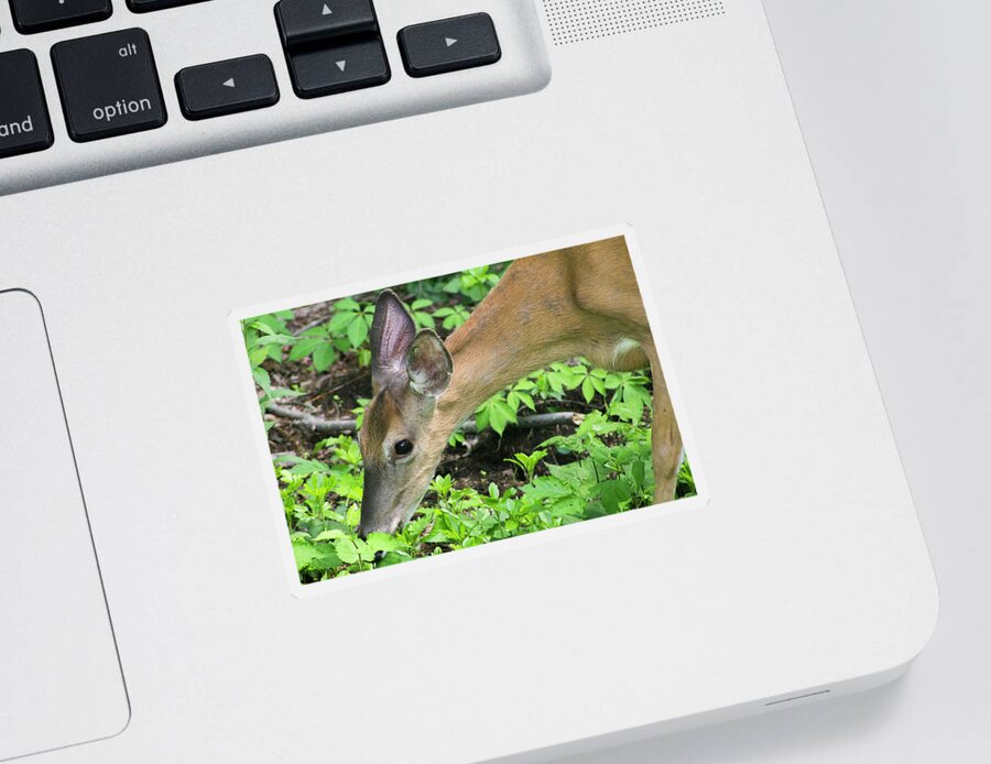 Deer Sticker featuring the photograph Feeding deer by Geoff Jewett