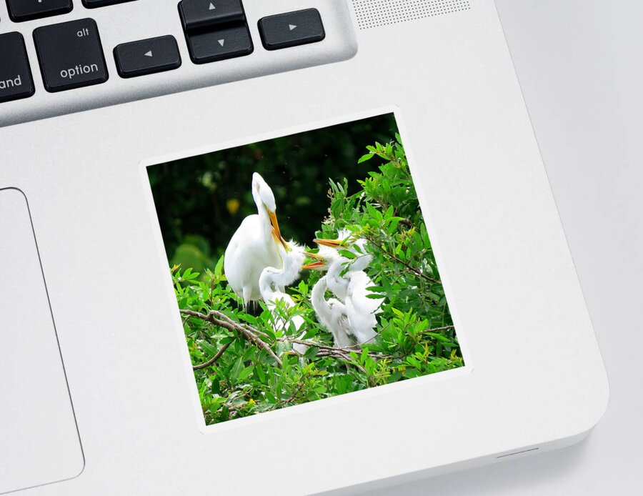 Great Egret Sticker featuring the photograph Feeding the Kids 2 by Keith Stokes