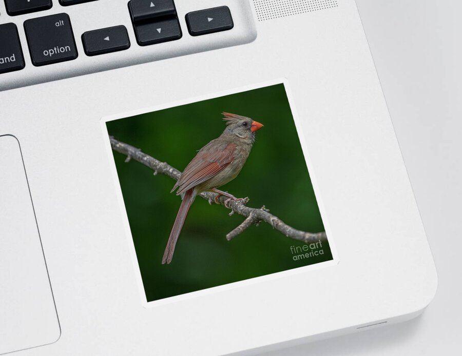 Female Cardinal Sticker featuring the photograph Female Northern Cardinal in the Wild by Sandra Rust