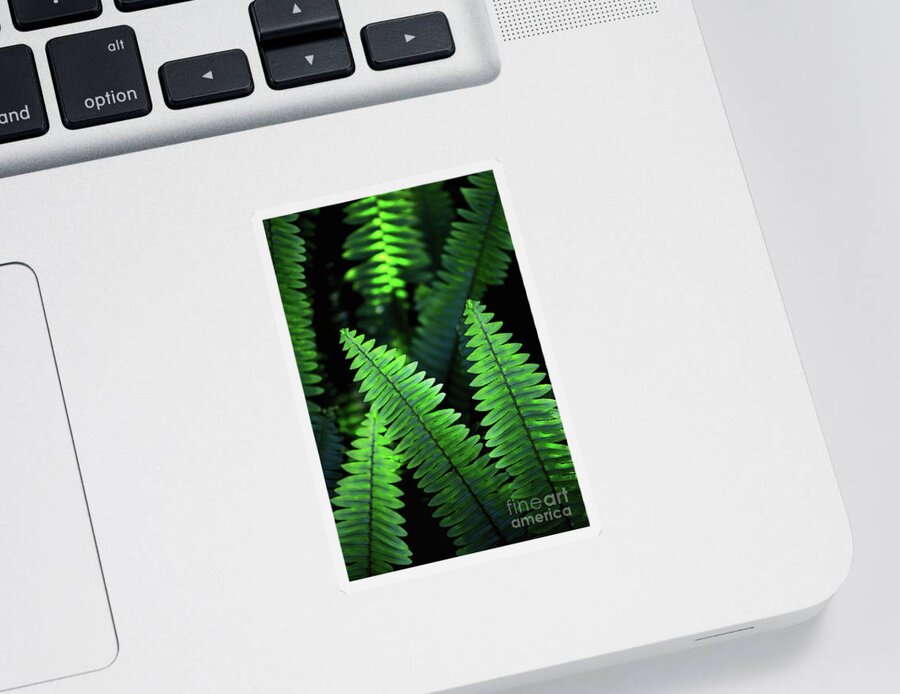 Botanical Sticker featuring the photograph Ferns by Becqi Sherman
