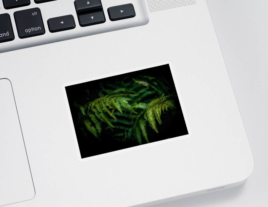 Ferns Sticker featuring the photograph Ferns by RicharD Murphy