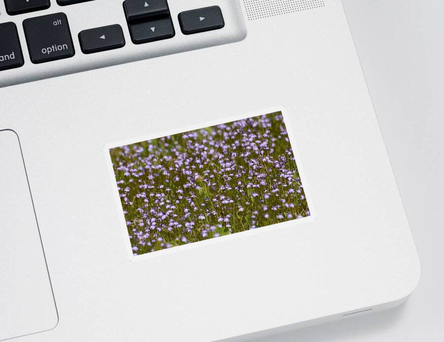 Lobelia Sticker featuring the photograph Field of purple Lobelia flowers by Zina Stromberg