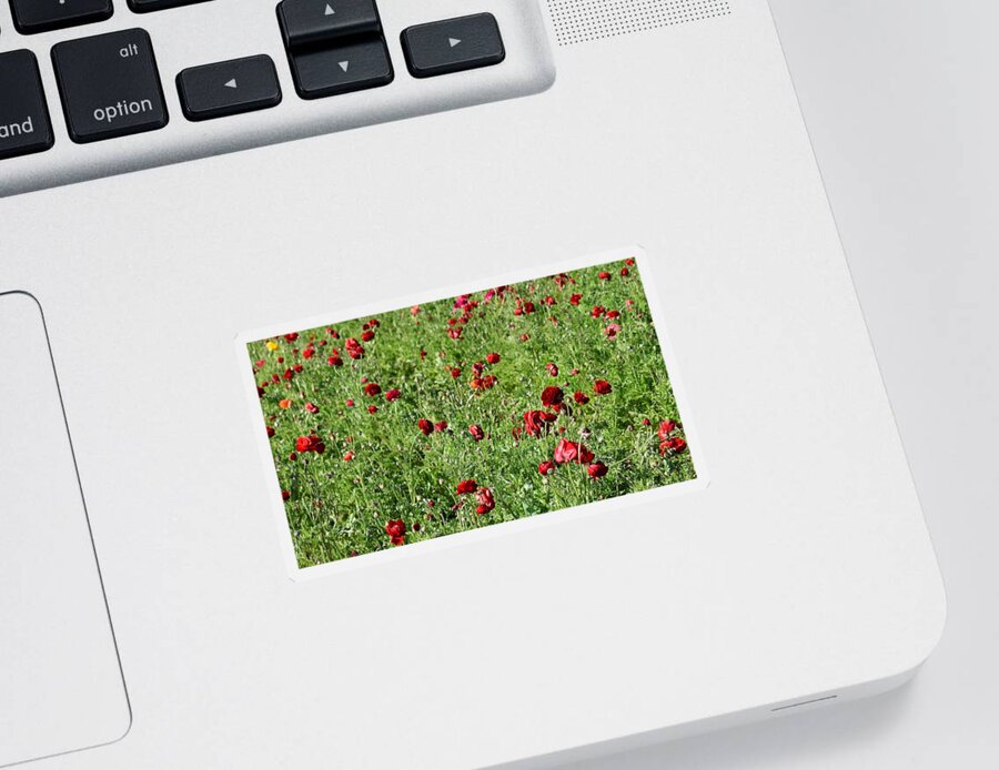 Garden Sticker featuring the photograph Field of Ranunculus by Christina McGoran