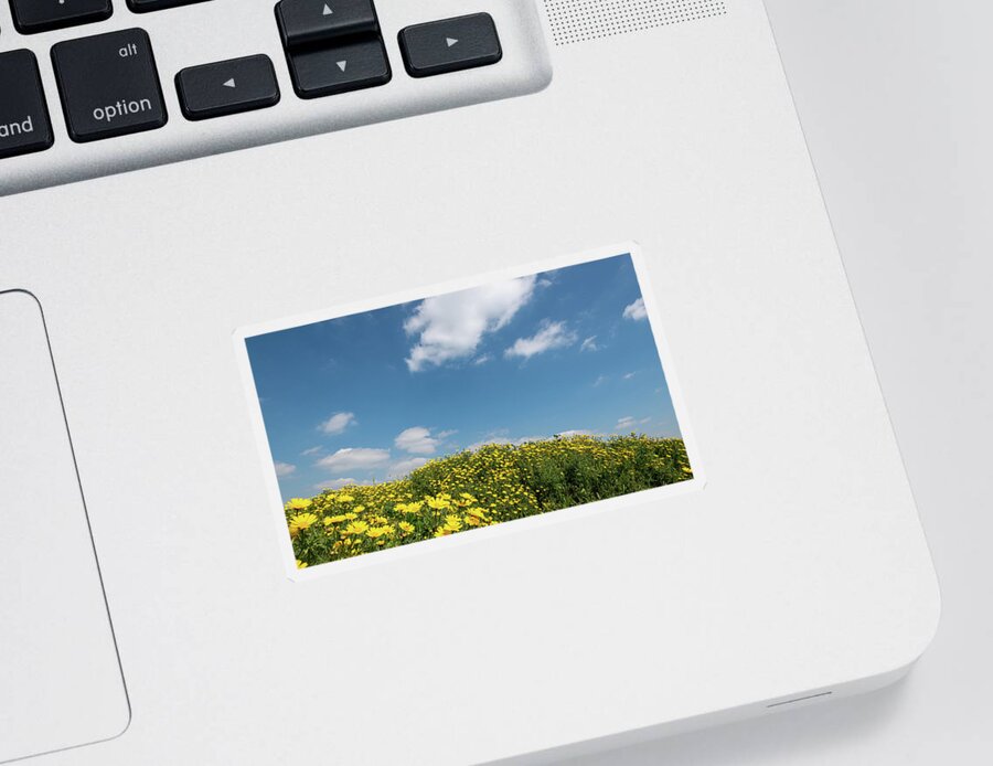 Flower Field Sticker featuring the photograph Field with yellow marguerite daisy blooming flowers against and blue cloudy sky. Spring landscape nature background by Michalakis Ppalis