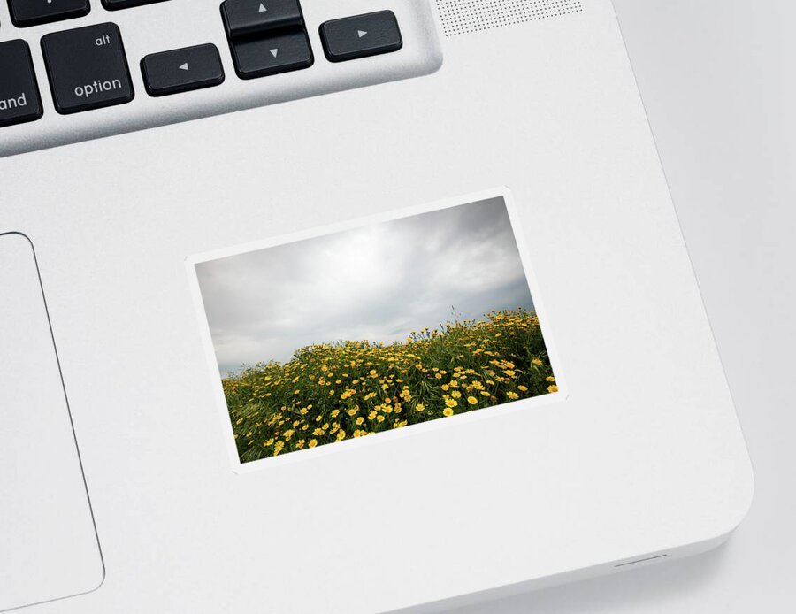 Spring Sticker featuring the photograph Field with yellow marguerite daisy blooming flowers against cloudy sky. Spring landscape nature background by Michalakis Ppalis
