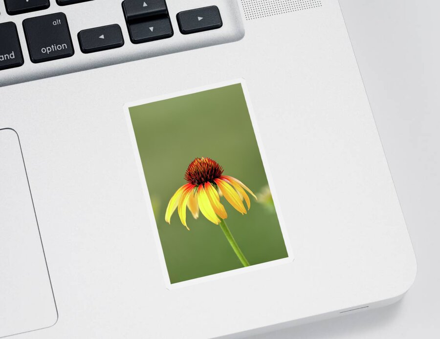 Coneflower Sticker featuring the photograph Fiesta Coneflower by Lens Art Photography By Larry Trager