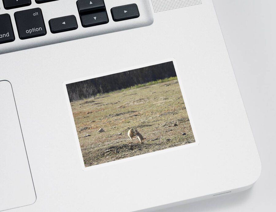 Prairie Dog Sticker featuring the photograph Fighting Prairie Dogs by Amanda R Wright