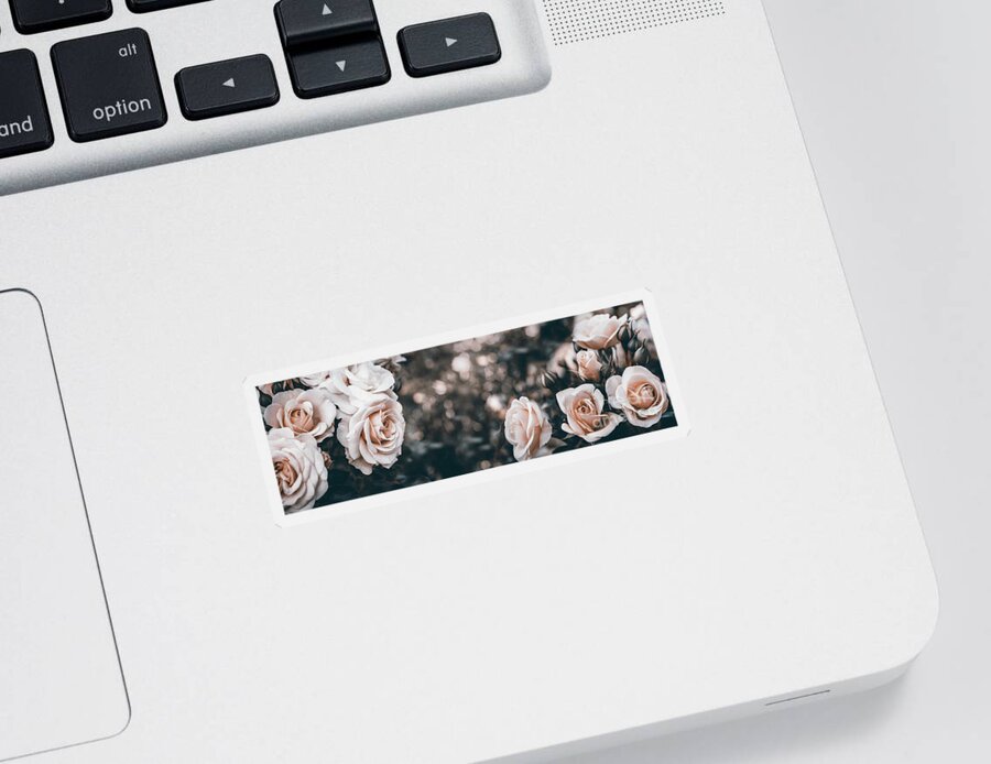 Roses Sticker featuring the photograph Fine art image of beautiful pastel roses in garden. by Jelena Jovanovic