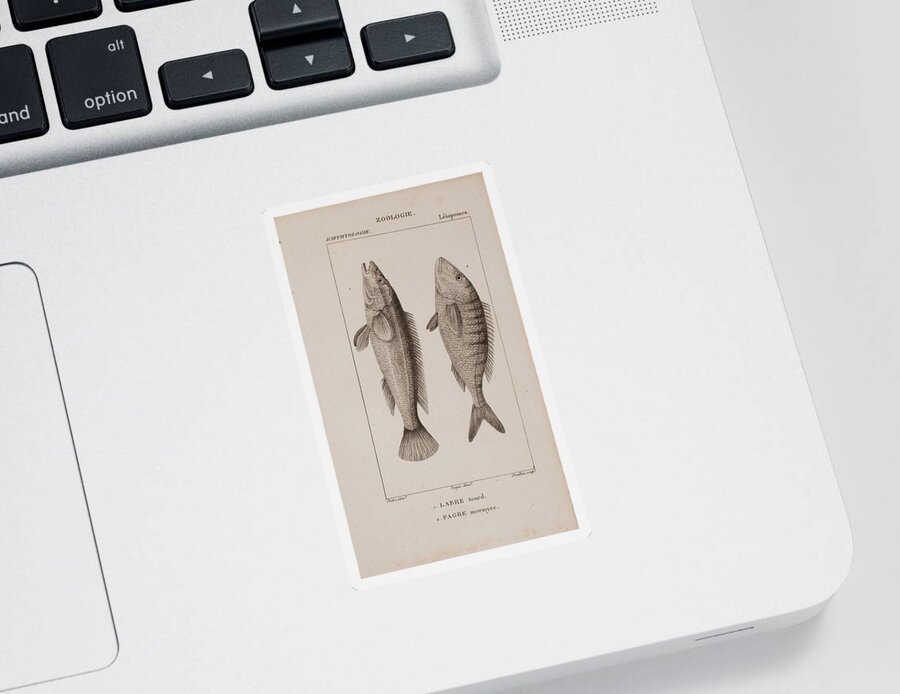 Fish Sticker featuring the digital art Fish c. 1816 by Kim Kent