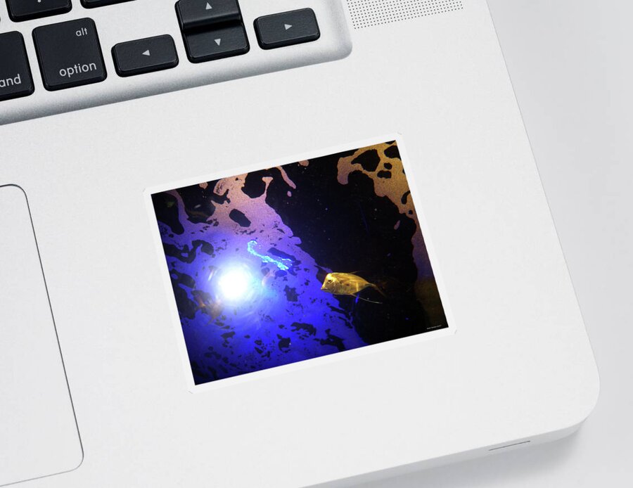 #fish Sticker featuring the photograph Fish in Blue by Mark Berman