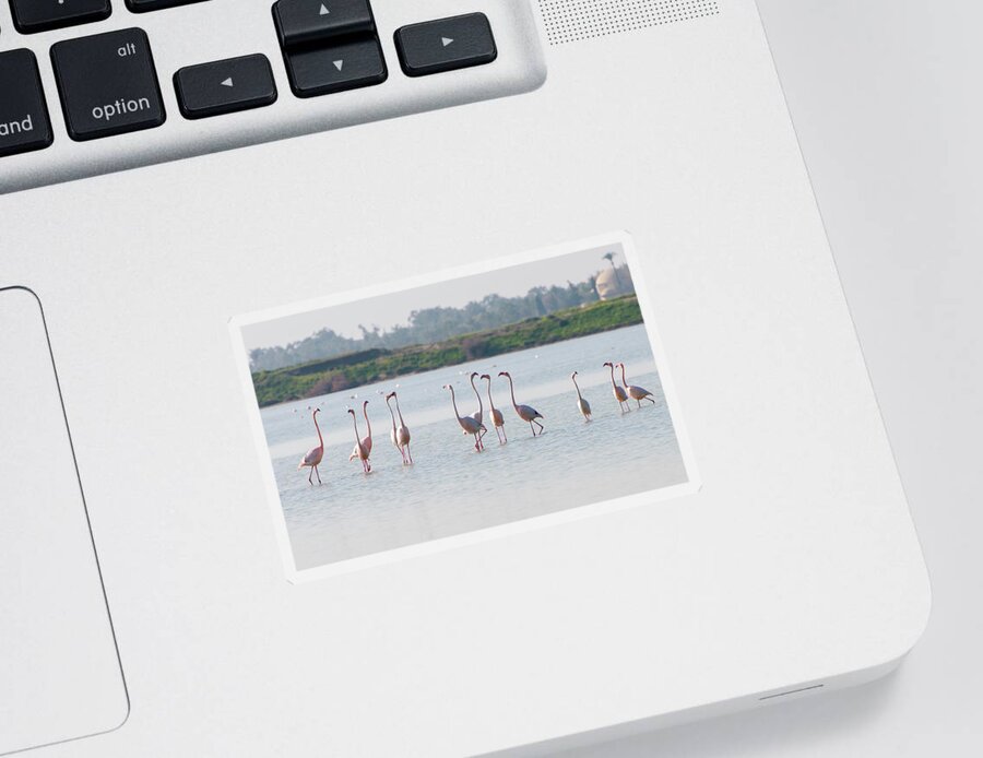 Flamingo Sticker featuring the photograph Flamingo birds, walking and feeding in the lake by Michalakis Ppalis