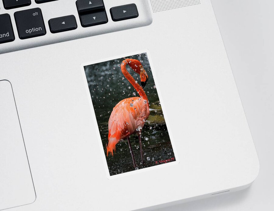Bird Sticker featuring the photograph Flamingo In Water by Rene Vasquez