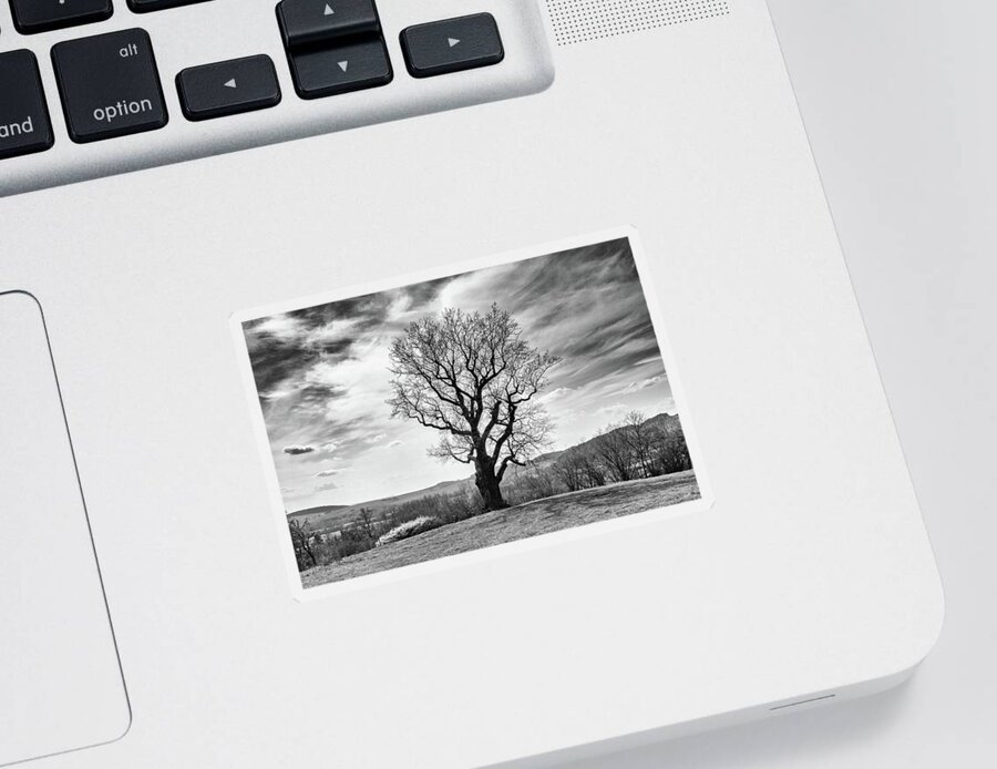 Oak Sticker featuring the photograph Flehmuellers Eiche in monochrome by Andreas Levi