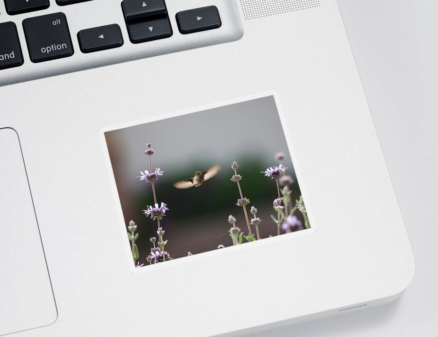 Hummingbird Sticker featuring the photograph Flight Through the Salvia by Joe Schofield