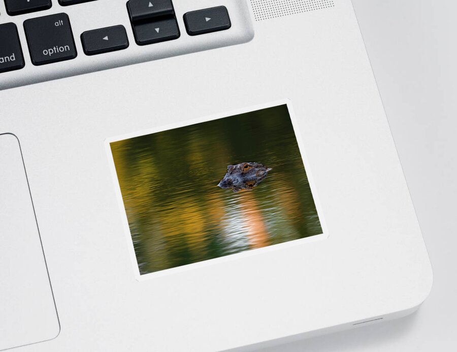 Aligator Sticker featuring the photograph Florida Gator 4 by Larry Marshall