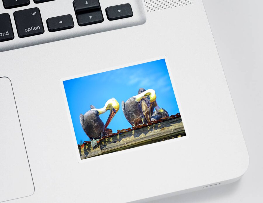 Pelicans Sticker featuring the photograph Florida pelicans by Alison Belsan Horton