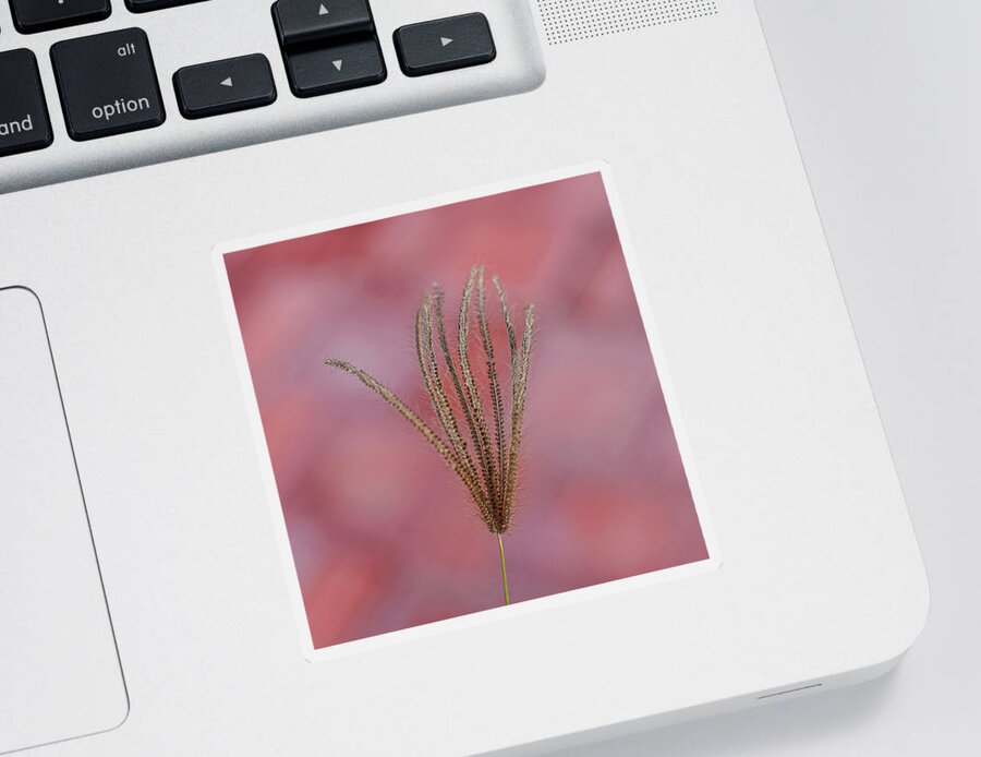 Red Background Sticker featuring the photograph Flower in Cozumel, Mexicao by David Morehead