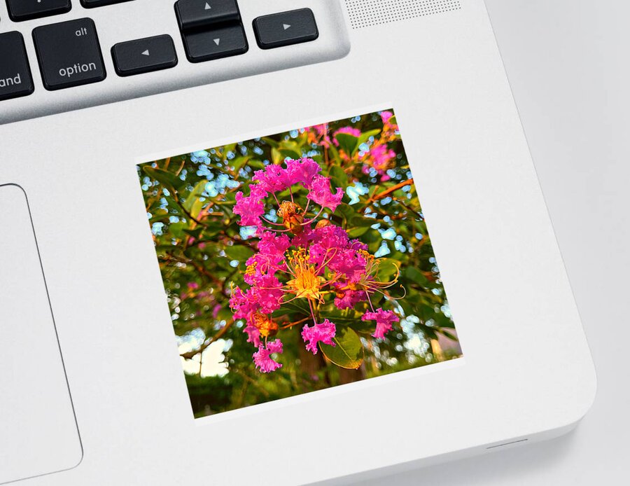 Flower Sticker featuring the photograph Flower in July by Lee Darnell