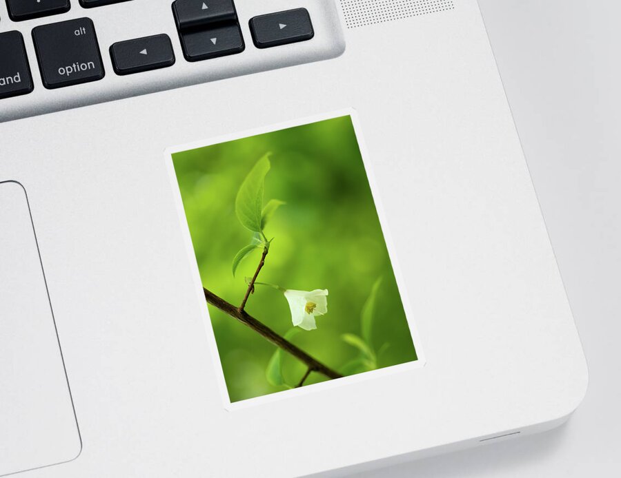 Fine Art Sticker featuring the photograph Flower of the snowdrop bush by Average Images